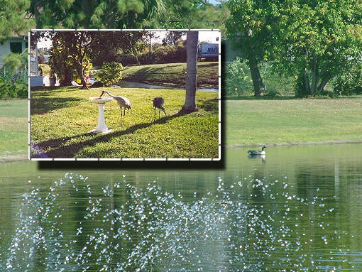 A whole menagerie of wildlife is represented in Pinelake Village.
